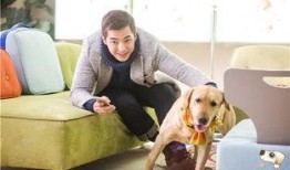 神犬小七在线观看,忠诚守护，温暖相伴