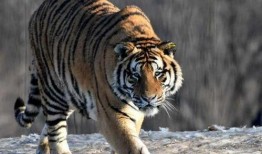 东北猛兽爆料视频大全,揭秘神秘生物的惊悚瞬间