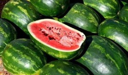 坞罗免费吃瓜,坞罗带你畅享夏日清凉