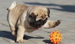 巴哥最新爆料视频播放