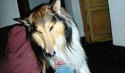 凯凯走失最新爆料,最新爆料揭示惊人真相