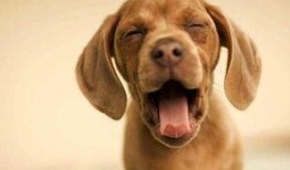 娱乐吃瓜酱阿姨卖小狗,娱乐吃瓜酱背后的温馨故事