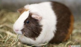 豚鼠在线观看,在线观看的欢乐时光