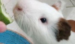 豚鼠在线观看,在线观看的欢乐时光