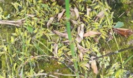 蚂蚱爆料光洙视频,蚂蚱爆料背后的精彩瞬间