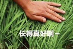 爆料假割韭菜视频大全,假割韭菜视频大全曝光