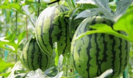 坞罗免费吃瓜,坞罗带你畅享夏日清凉