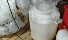 乳酸菌制作过程爆料视频,视频爆料带你走进健康美味的世界