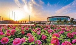 洛阳植物园爆料案件最新,惊现神秘盗窃案，真相即将揭晓