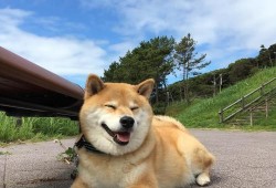 柴犬员工爆料视频下载,职场真相大曝光