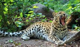 东北猛兽爆料视频大全,揭秘神秘生物的惊悚瞬间