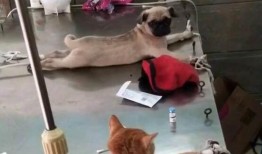 巴哥爆料新世界女帝视频,新世界女帝神秘视频首度曝光