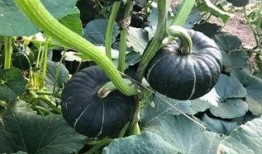 有哪个网红有瓜吃,揭秘哪些网红有瓜吃