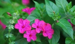 夜来香爆料视频,视频爆料背后的惊人真相