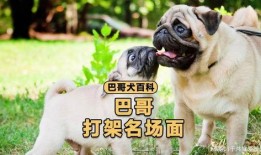 巴哥最新爆料视频播放