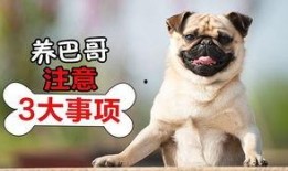 巴哥最新爆料视频播放