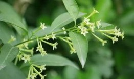 夜来香爆料视频,视频爆料背后的惊人真相