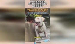 娱乐吃瓜酱阿姨卖小狗,娱乐吃瓜酱背后的温馨故事