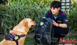 神犬小七在线观看,忠诚守护，温暖相伴
