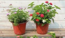 北单足球爆料最新消息视频,最新视频揭秘赛事内幕与精彩瞬间