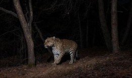 东北猛兽爆料视频大全,揭秘神秘生物的惊悚瞬间