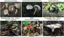 野生菌爆料视频下载大全,探寻大自然的馈赠与奥秘