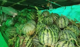 坞罗免费吃瓜,坞罗带你畅享夏日清凉