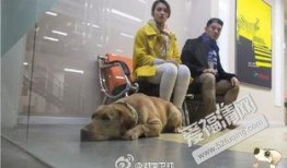 神犬小七在线观看,忠诚守护，温暖相伴