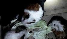 豚鼠在线观看,在线观看的欢乐时光