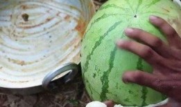 吃瓜网菜网红视频大全,笑料百出，精彩纷呈！